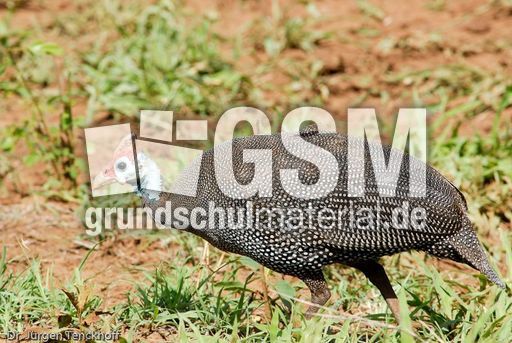 Perlhuhn (1 von 8).jpg